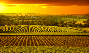 Khám phá các loại rượu vang độc đáo của Thung lũng Barossa