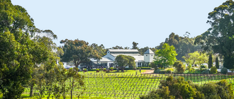 96 Point Cabernet for only $24.50!
