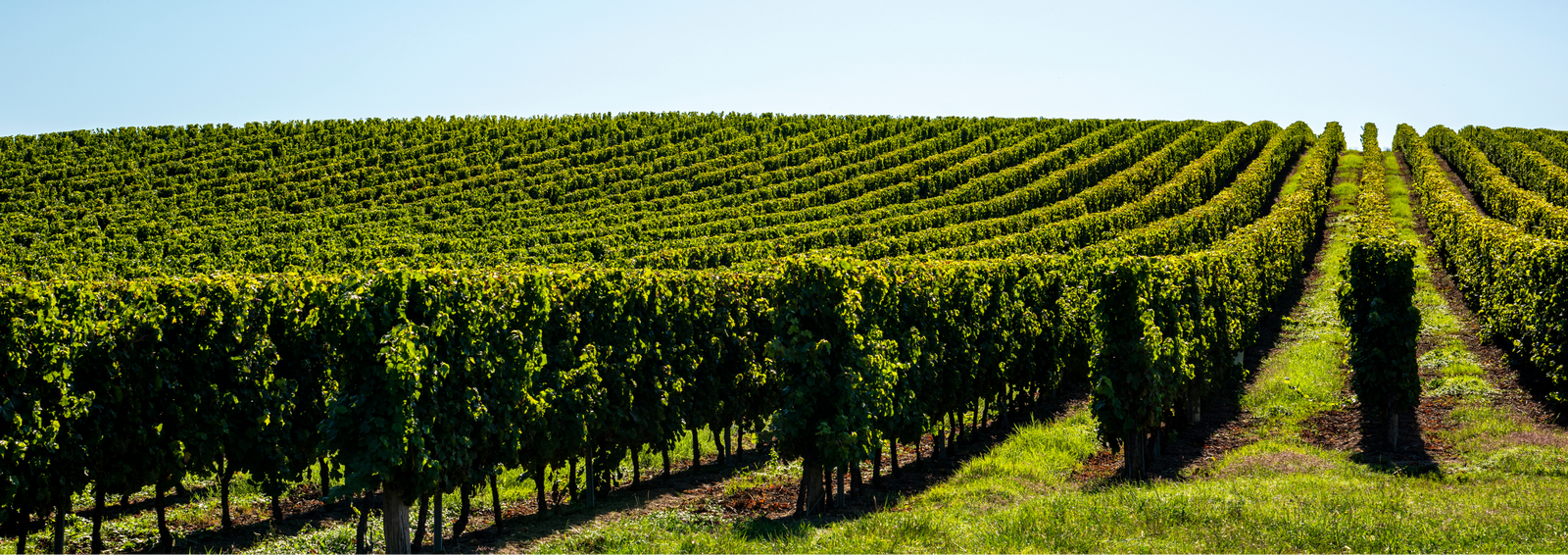 97pt Grenache - "Beautifully balanced, elegant wine and already complex" - Huon Hooke