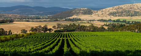 New Release: Tolpuddle, Holyman, Jasper Hill