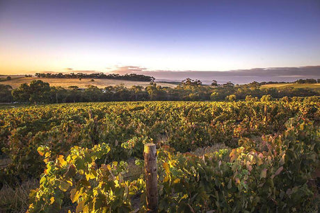 100pt Remarkable Grenache - Extremely Limited