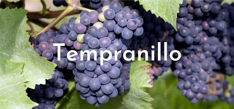 What is Tempranillo Wine?