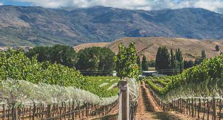 Valli Vineyards Highly Rated Release