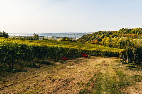Tumbarumba Chardonnay Bargain! & Trediberri Barolo 2018 - Pre Arrival Offer