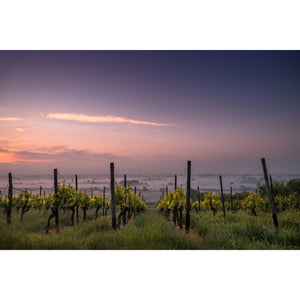 French Wine Sampler