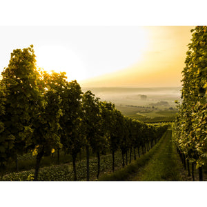 Italian Wine Sampler